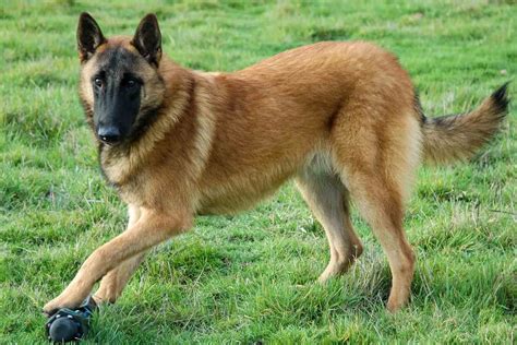 belgian malinois for sale melbourne